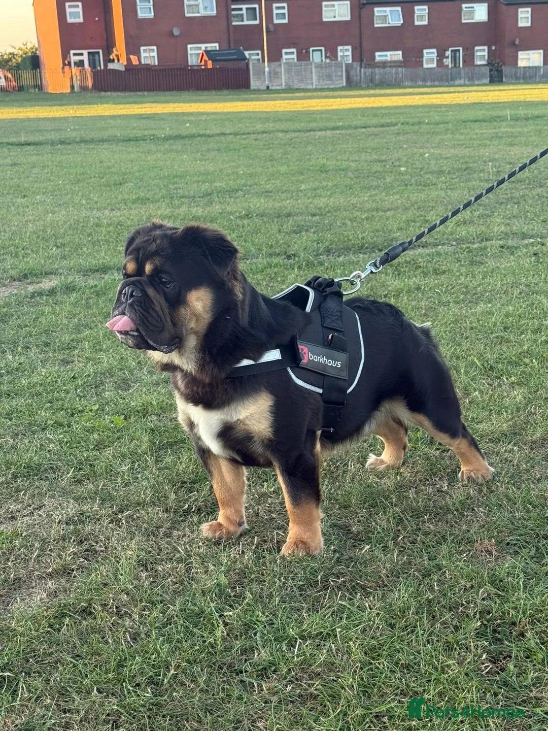 English Bulldog dogs for stud: Fluffy English bulldog for stud - Advert 3