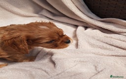 Cavalier King Charles Spaniel dogs for sale: 2 Cavalier king Charles puppies left - Image 19