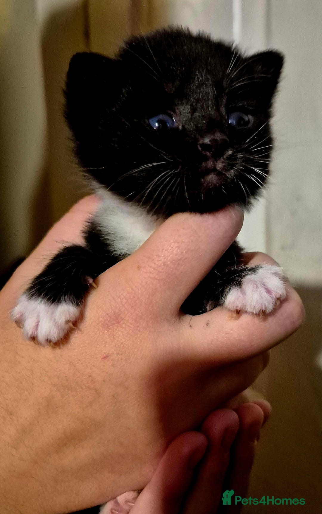 Mixed Breed cats for sale: 1/4 Maine Coon kittens - Advert 8