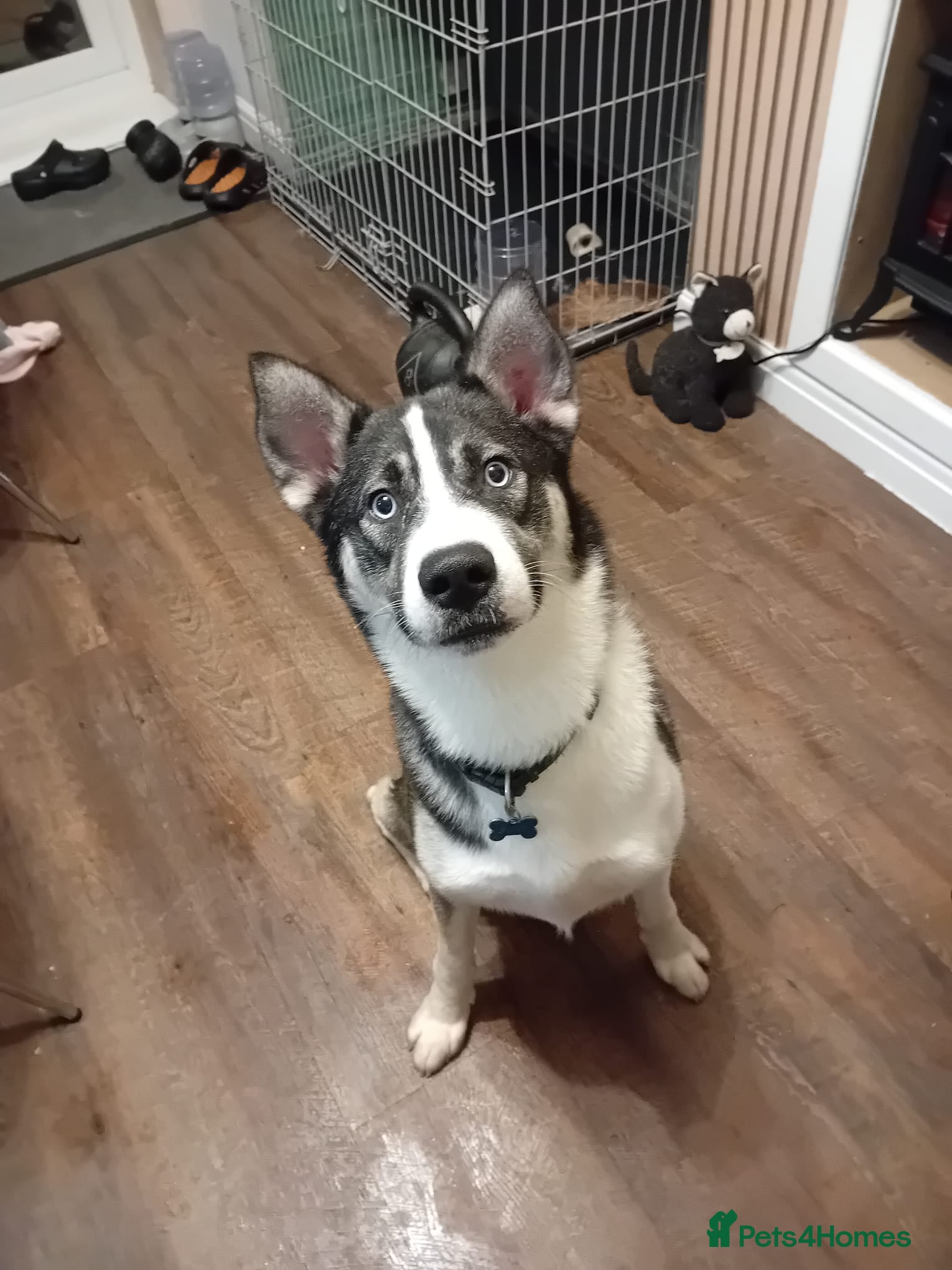 Mixed Breed dogs Alusky - Advert 18