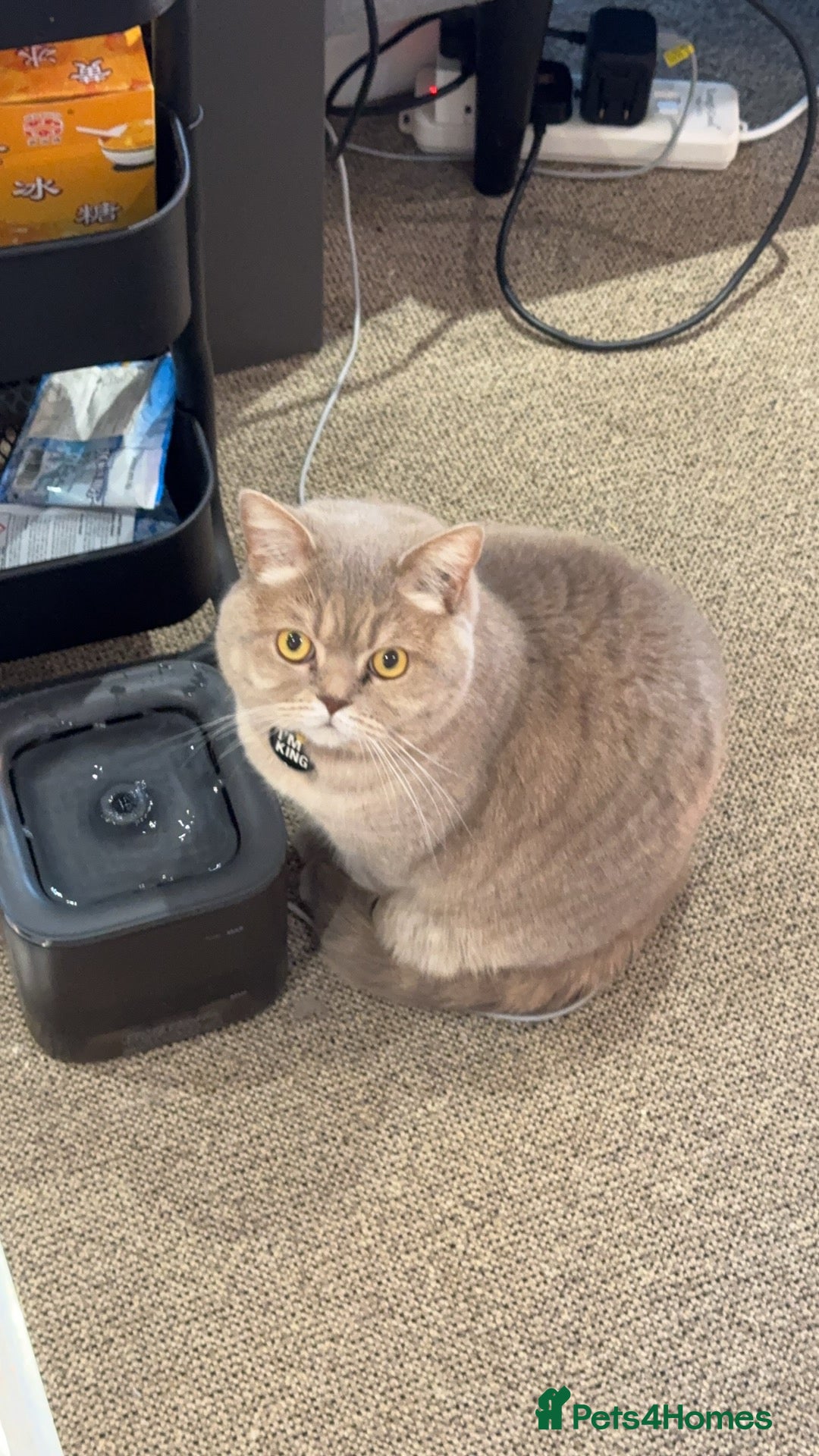 Scottish Fold cats for sale: Percy - Advert 1