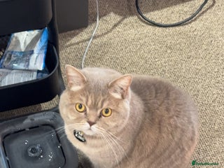 Scottish Fold cats Percy - Advert 1