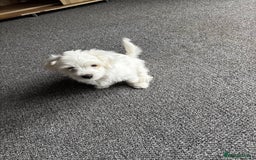 Bichon Frise dogs for sale: Bichon maltese - Image 2