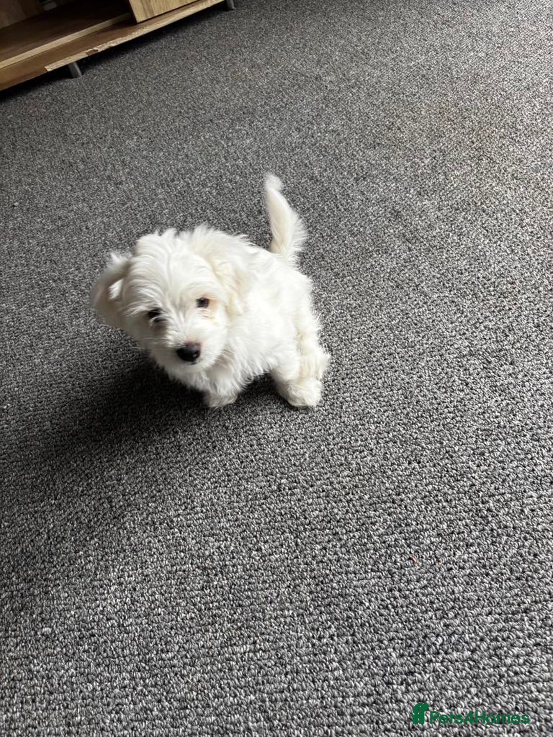Bichon Frise dogs for sale: Bichon maltese - Image 2