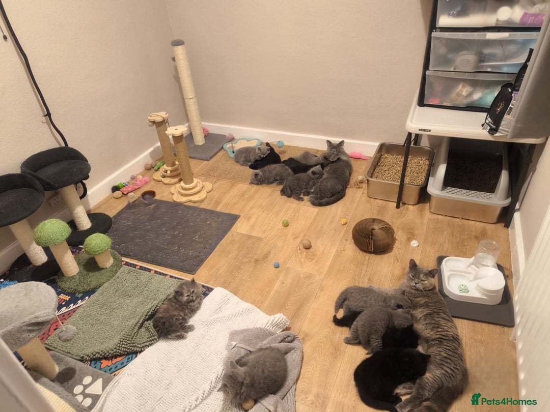 British Shorthair cats for sale: GCCF Reg pedigree Blue and Black Kittens  - Advert 16