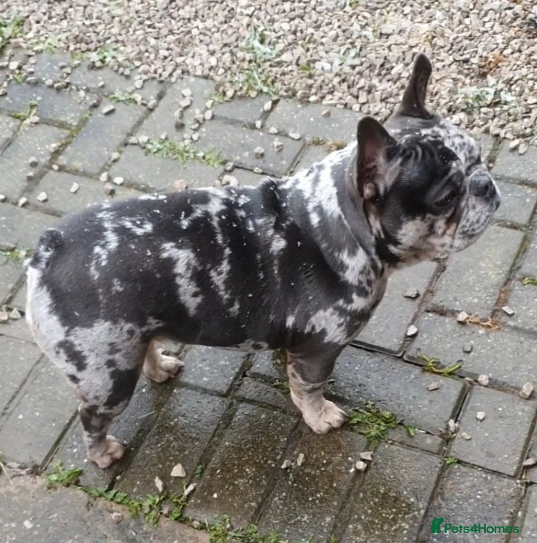 French Bulldog dogs for sale: Blue merle Princess dede  - Advert 2