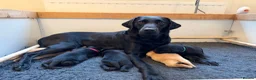 Labrador Retriever dogs for sale: Litter of Working Labrador Retriever Puppies - Advert 11