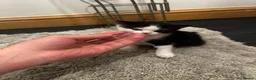 Mixed Breed cats for sale: 4 Lovely kittens  in Accrington - Advert 3