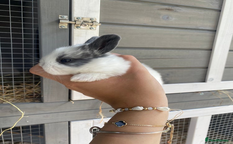 English Spot rabbits - Advert 1