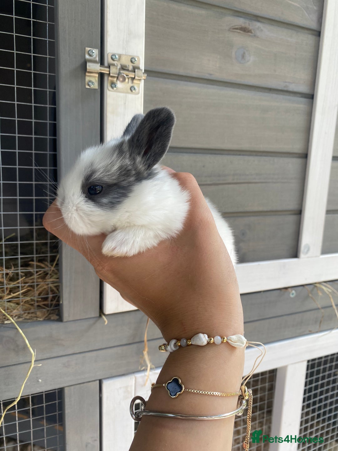 English Spot rabbits for sale: gorgeous lop x English spot - Image 1