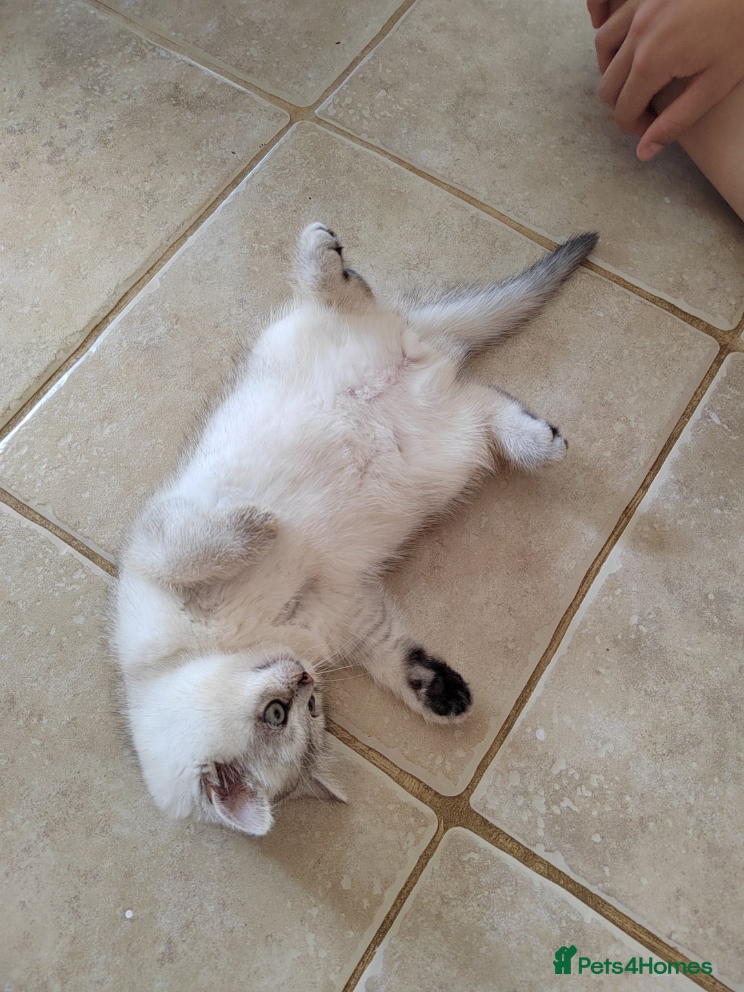 Scottish Fold cats for sale: Scottish Kittens 💜 - Image 32