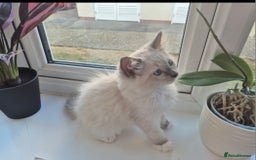 Ragdoll cats for sale: 6 Purebred Blue Point Ragdoll Kittens - Image 1