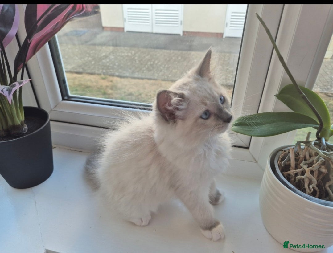 Ragdoll cats for sale: 6 Purebred Blue Point Ragdoll Kittens - Image 1