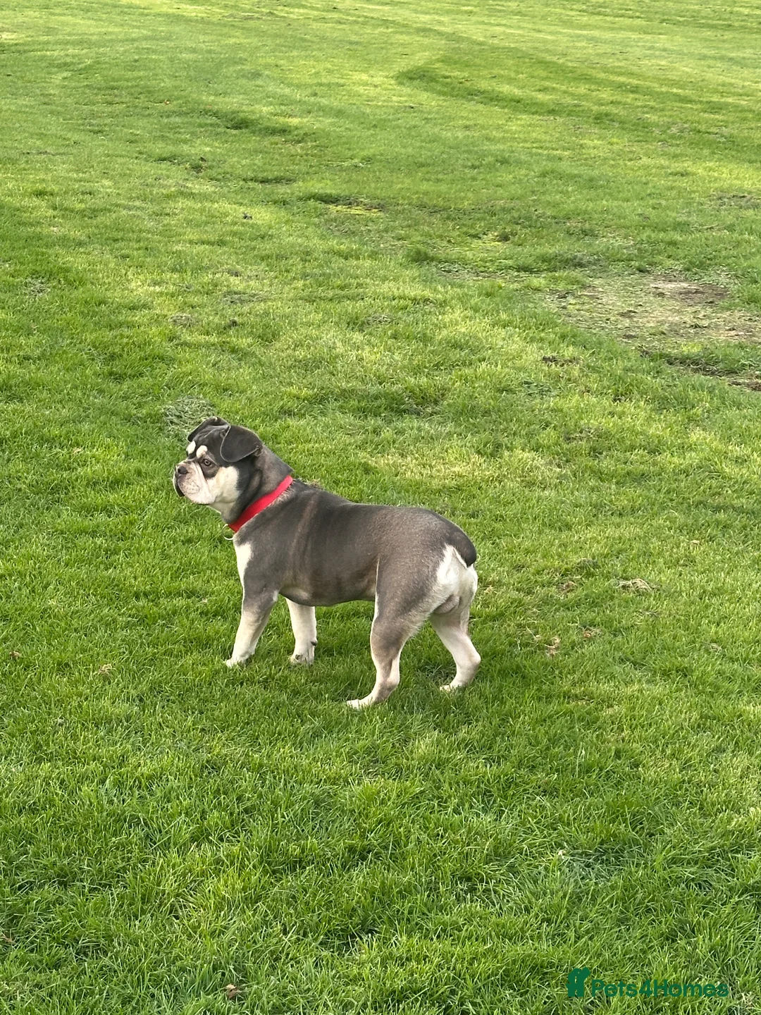 French Bulldog dogs for sale: Stunning French Bulldog EA.Husky 🧬 in Ilford - Advert 4