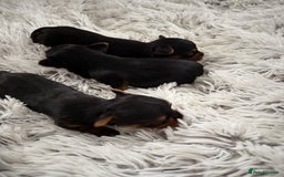 Yorkshire Terrier dogs for sale: Charming Male and Female Yorkshire Terriers - Image 4