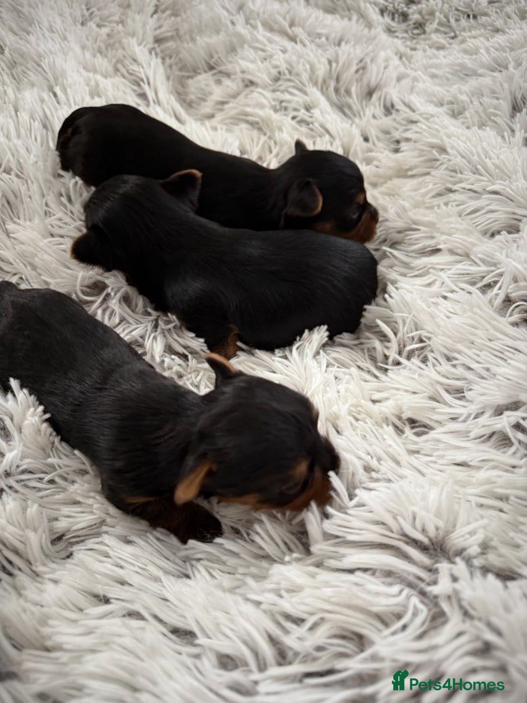 Yorkshire Terrier dogs for sale: Charming Male and Female Yorkshire Terriers - Image 4