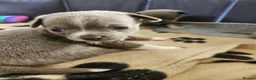 Chihuahua dogs for sale: Five Smoothcoat Chihuahua puppies for sale - Advert 21