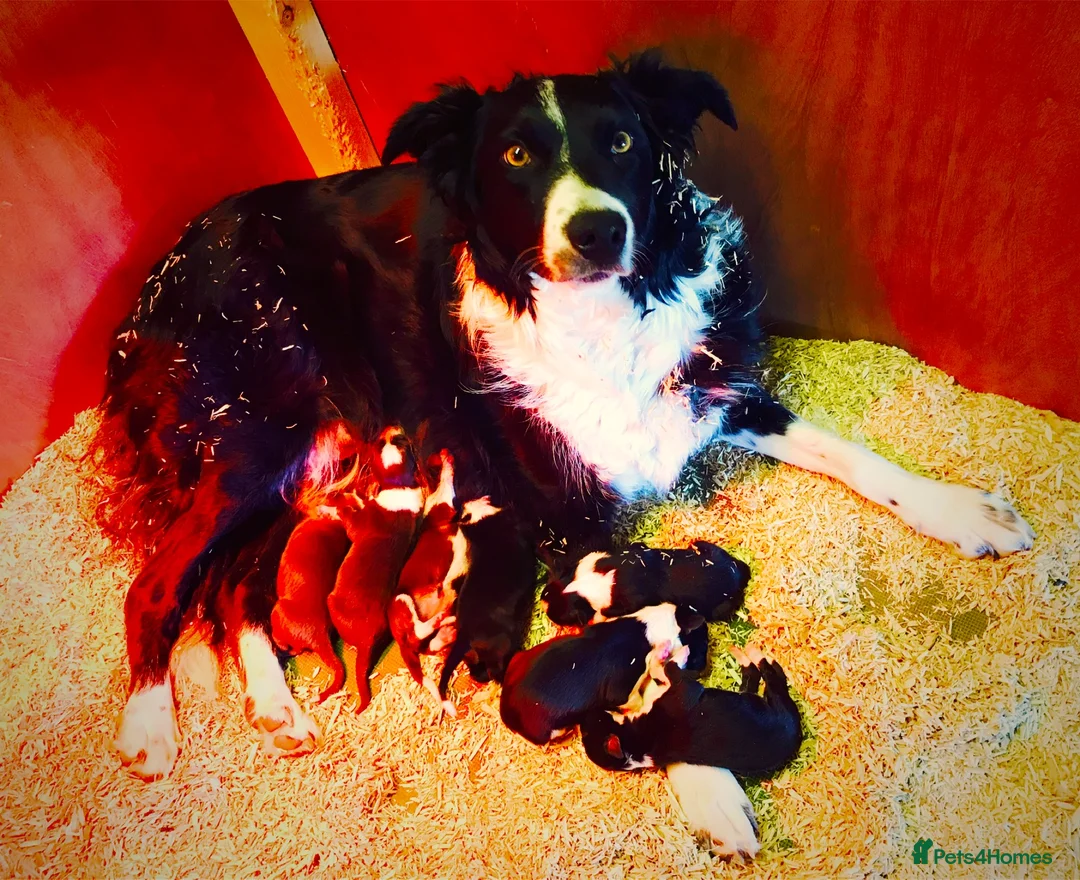 Border Collie dogs for sale: Beautiful long haired collie pups - Advert 1