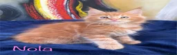 Maine Coon cats for sale: Beautiful Maine Coon Kittens-Ready Soon - Advert 17