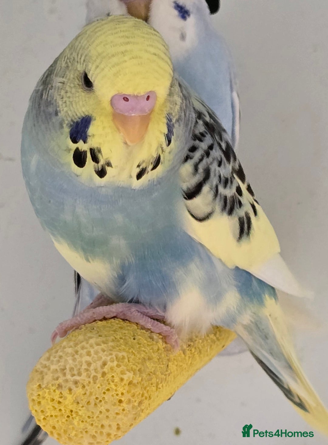 Budgerigars birds for sale: Stunning Baby Budgies available now!!! - Advert 3