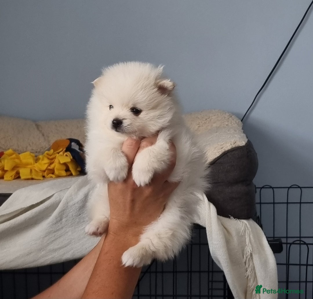 Pomeranian dogs for sale: 3 male Pomeranian puppies, 1 cream, 2 cream sable. - Image 10