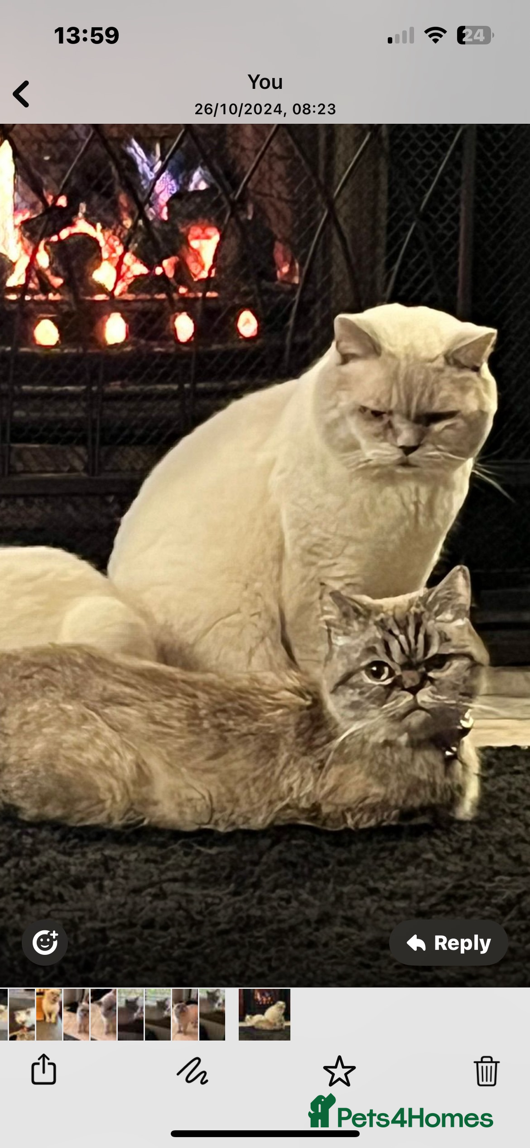 Himalayan cats for sale: Hymalain person x British shorthair  - Image 3