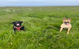 German Shepherd dogs for sale: 11 Beautiful German Shepherd Puppies 😍 - Image 10
