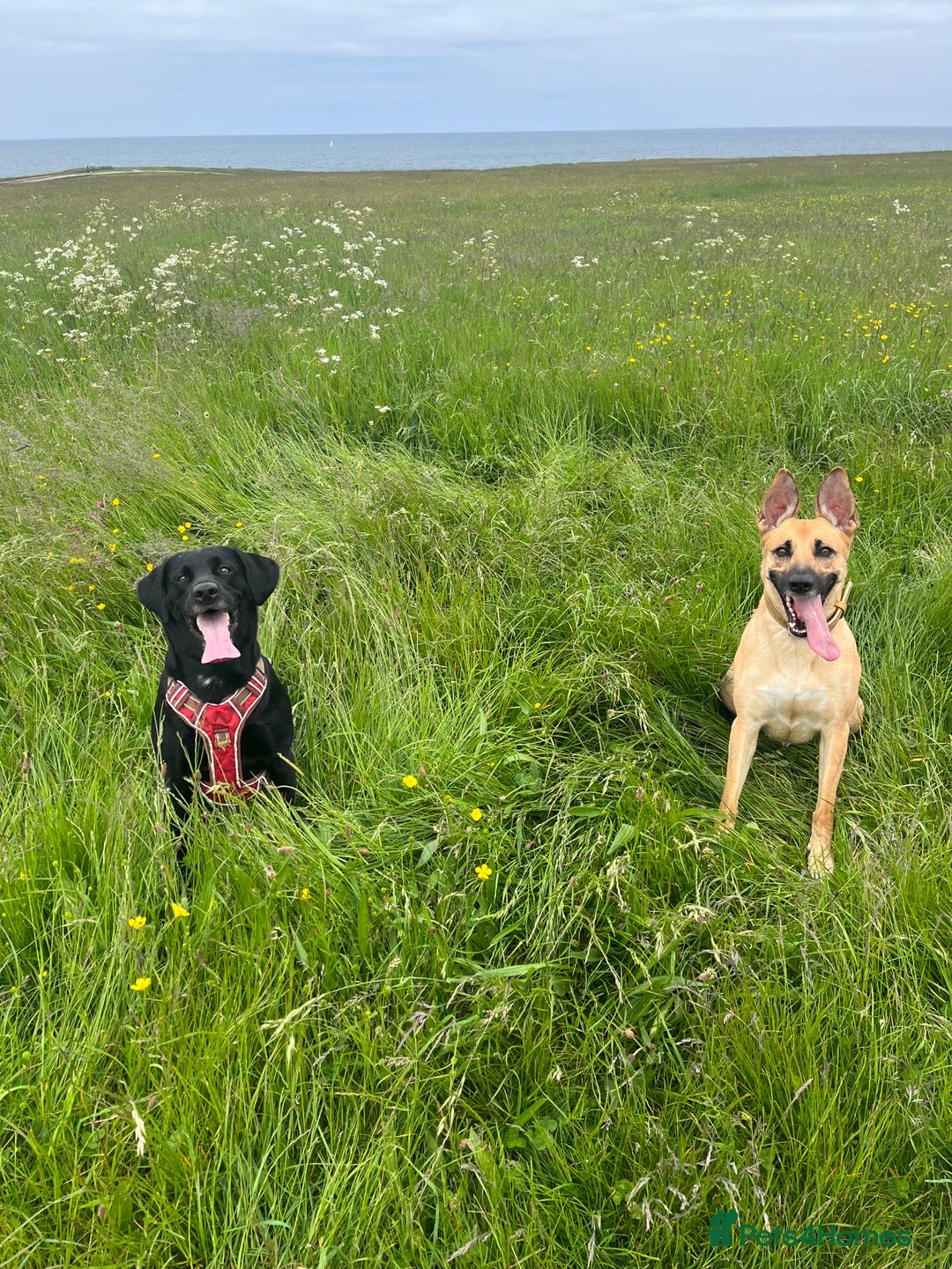 German Shepherd dogs for sale: 11 Beautiful German Shepherd Puppies 😍 - Image 10