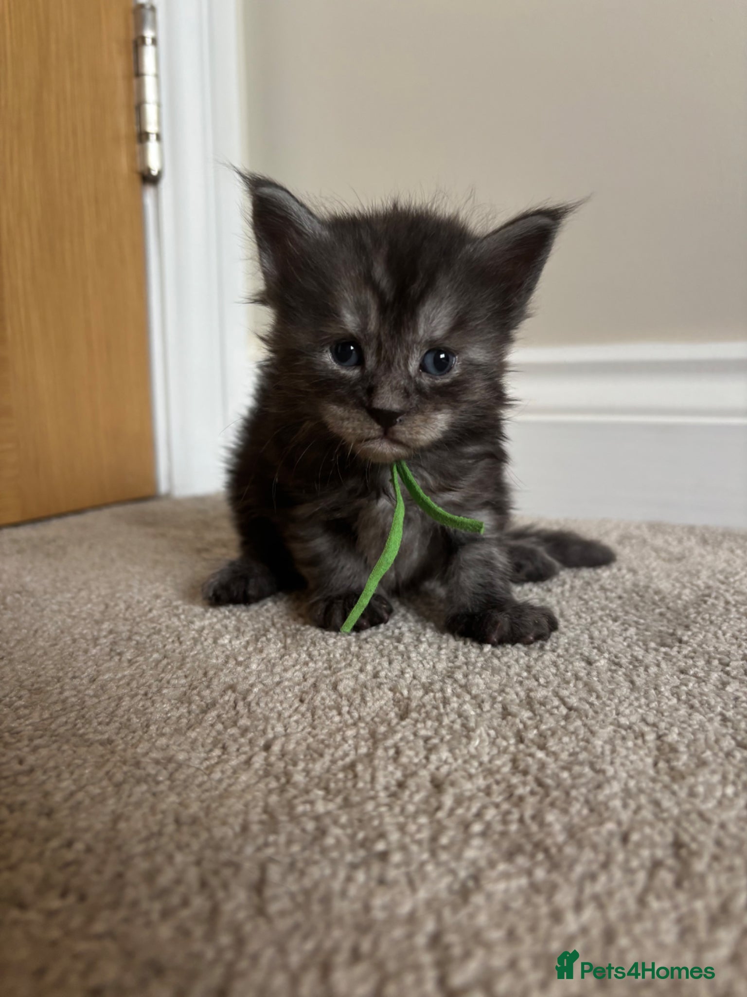 Maine Coon cats for sale: TICA Maine Coon Kittens  - Advert 27