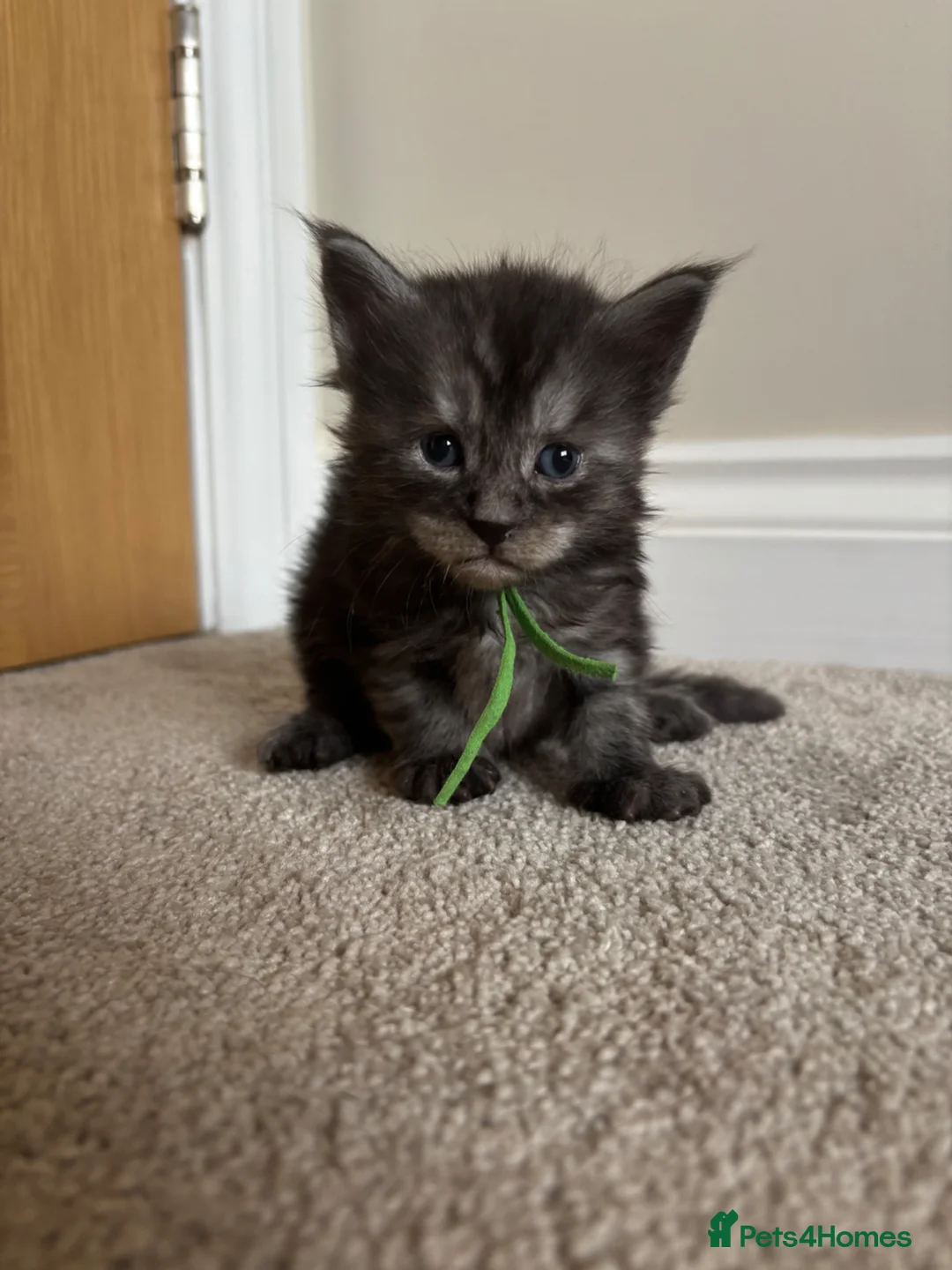 Maine Coon cats for sale: 🐾 Exceptional TICA Registered Maine Coons 🐾 - Advert 25