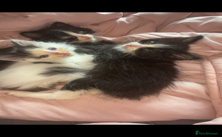 Mixed Breed cats - Advert 5