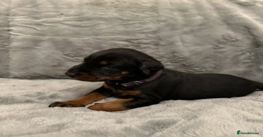 Dobermann dogs Amazing Dobermann puppies.  - Advert 3