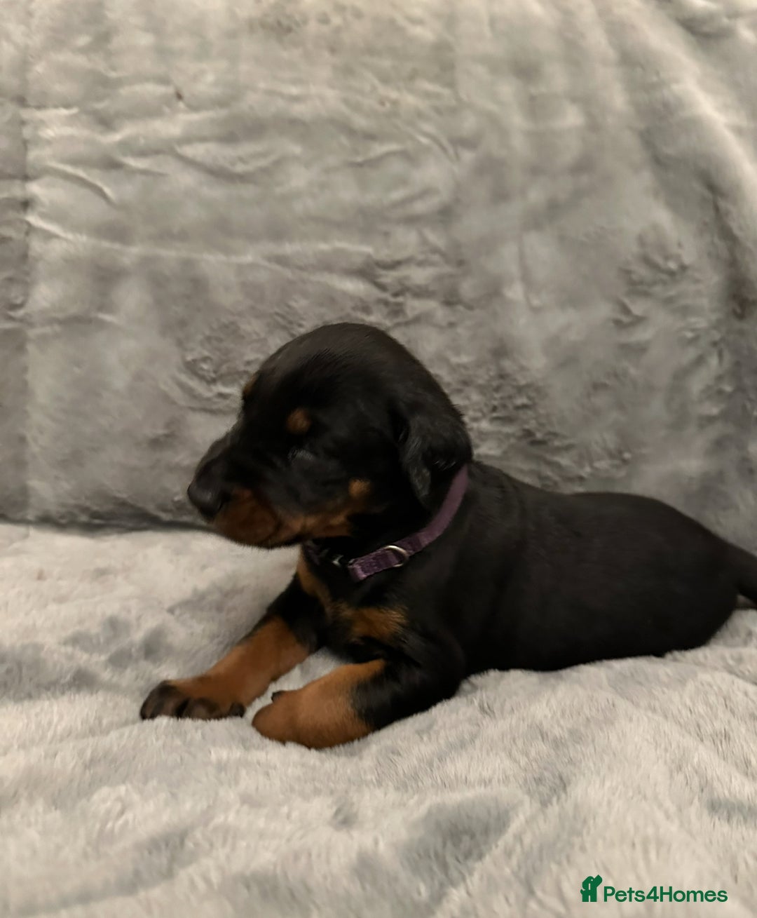 Dobermann dogs for sale: Amazing Dobermann puppies.  - Advert 11