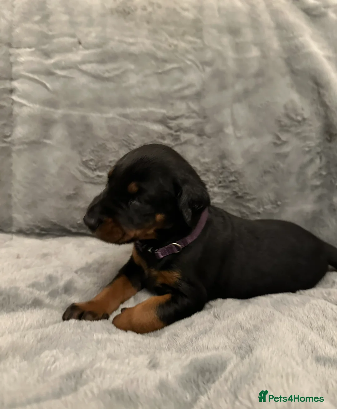 Dobermann dogs for sale: Amazing Dobermann puppies.  - Advert 11