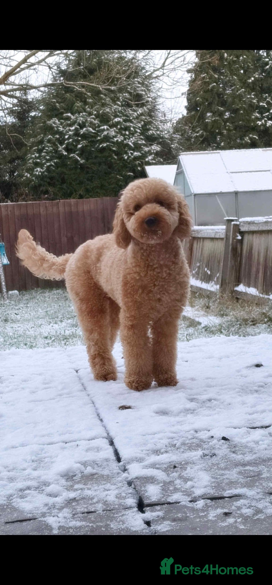 Cavapoo dogs Beautiful Female Cavapoo - Advert 2