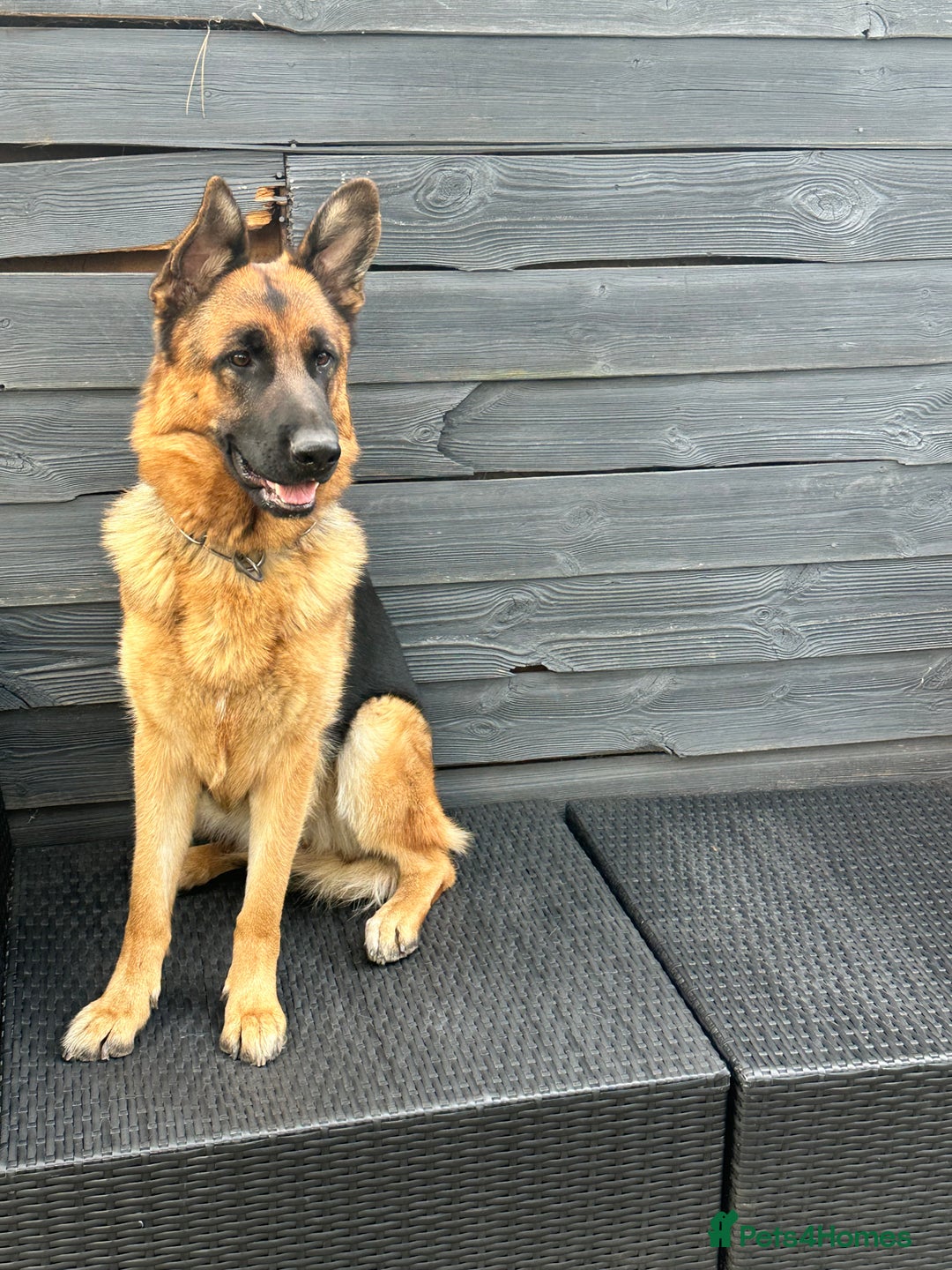 German Shepherd dogs for sale: Top Quality German Shepherd Short hair Bitch puppy - Image 6