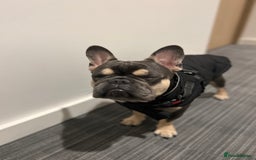 French Bulldog dogs for sale: Looking for a Loving Home for Stitch  - Image 9