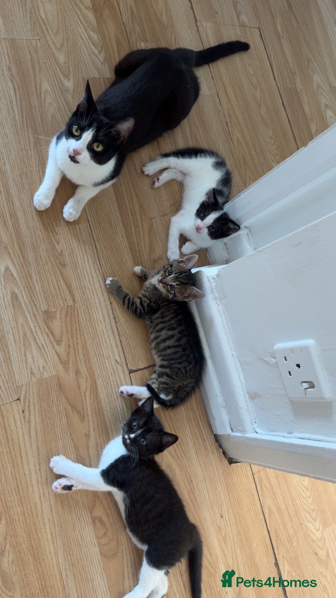 Domestic Shorthair cats Looking to rehome mother and kittens - Advert 9
