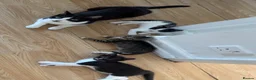 Domestic Shorthair cats for sale: Looking to rehome mother and kittens in Cambridge - Advert 1