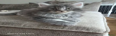 Maine Coon 1