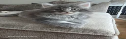 Maine Coon cats for sale: Ready now adorable maine coon Kittens 4bs & 1g - Advert 34