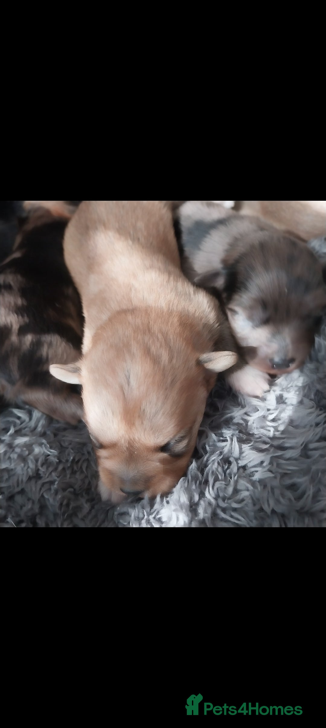 Mixed Breed dogs for sale: Pomeranian /Terrior  - Image 8