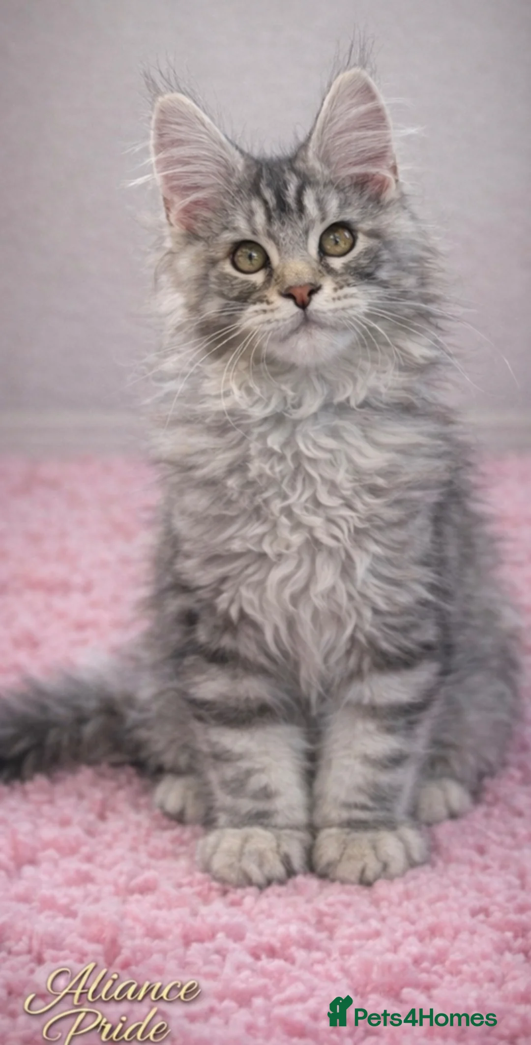 Maine Coon cats for sale: LAST FEMALE AVAILABLE Champion blood line kittens  - Advert 2