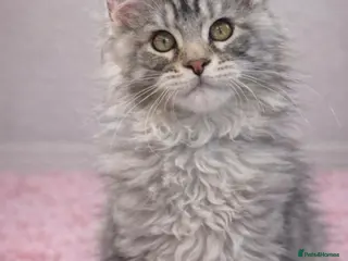 Maine Coon cats READY NOW Champion blood line kittens - Advert 7