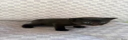 Mixed Breed cats for sale: Black tabby kittens  - Advert 7