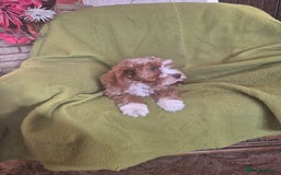 Cavapoo dogs for sale: Adorable Cavapoo puppies  - Advert 3