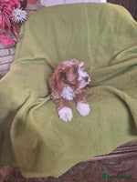 Cavapoo dogs Adorable Cavapoo puppies - Advert 3