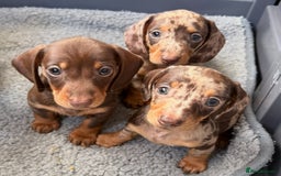 Miniature Dachshund dogs for sale: Beautiful teeny tiny mini dachshunds  - Image 4