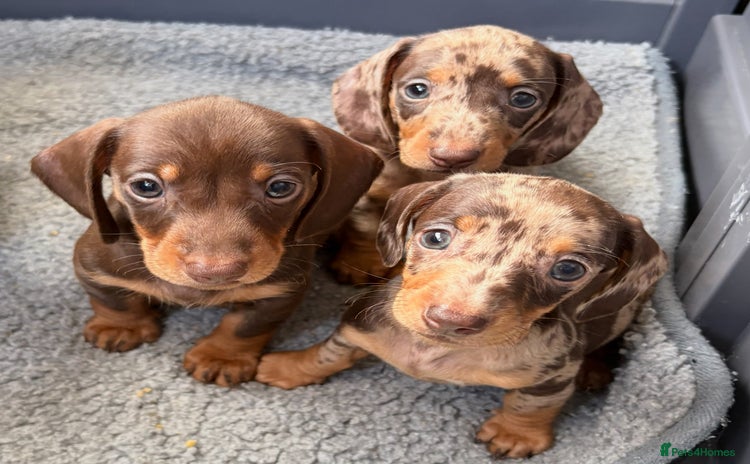 Miniature Dachshund dogs - Advert 4