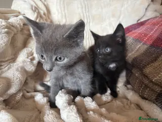 Mixed Breed cats 2 gorgeous kittens available - Advert 5